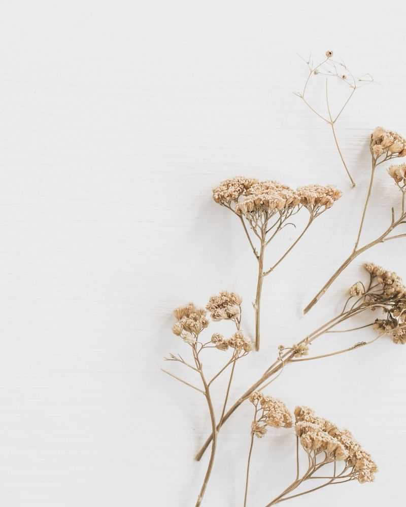 Dried flowers on a plain white background, arranged with minimalist aesthetic.