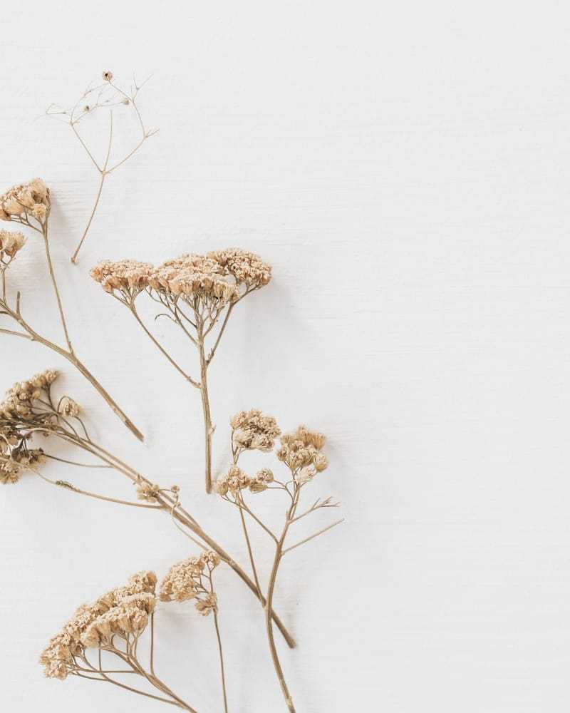 Dried wildflowers on a white background, arranged in a minimalist composition.